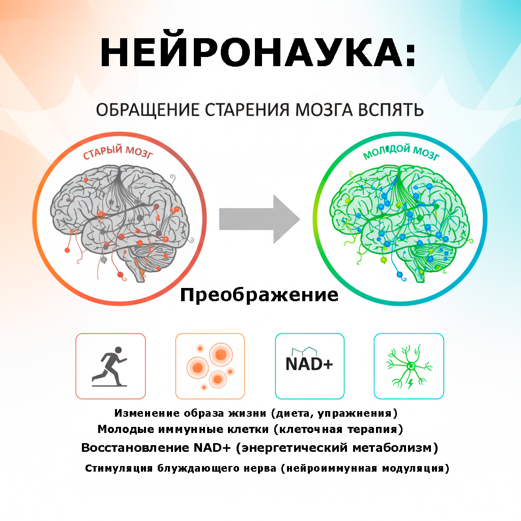 нейронаука инфографика